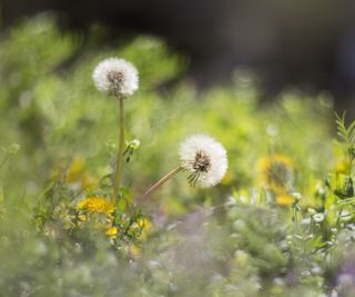 Dandelion