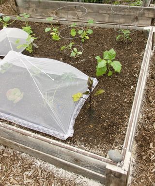 A DIY cloche that covers vegetable plants