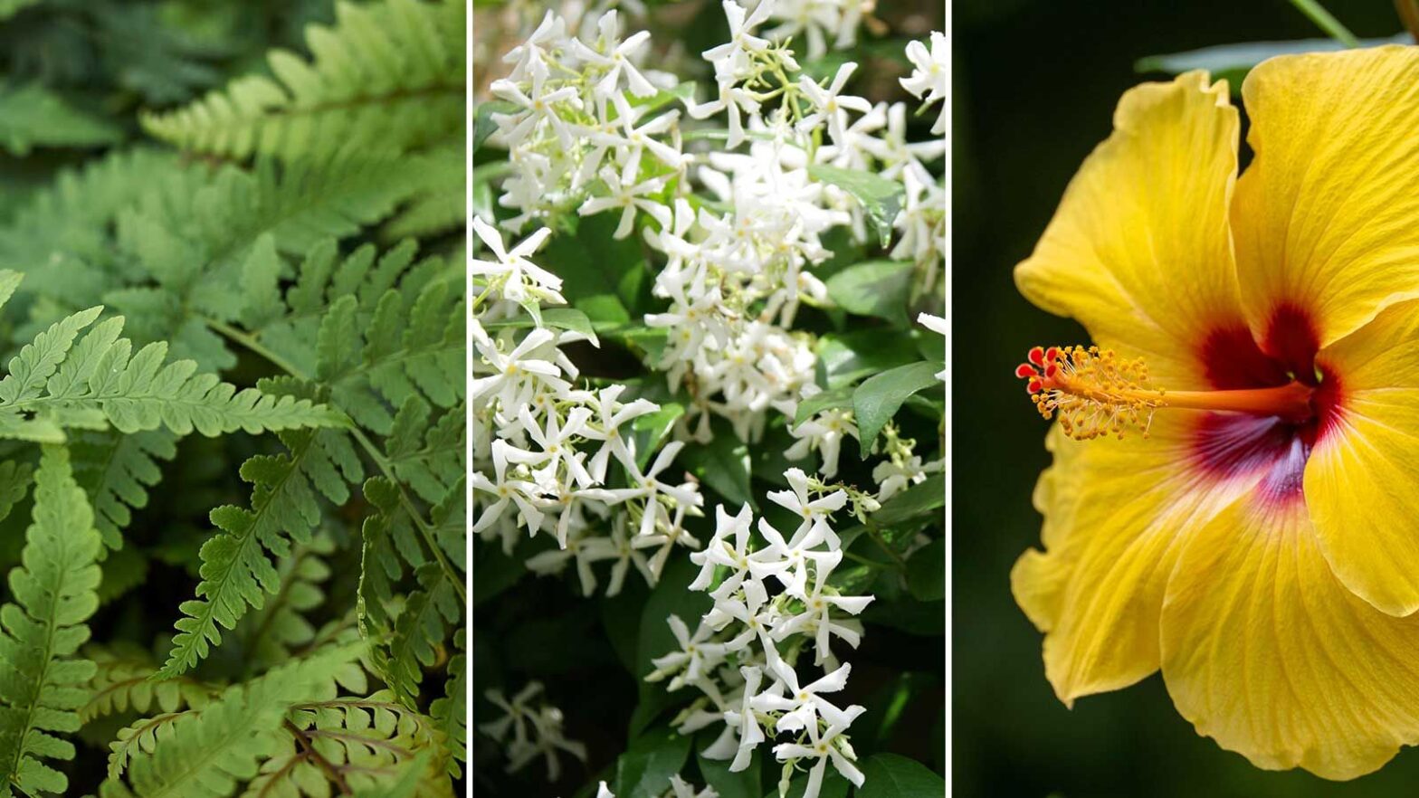 Plants for a Feng Shui Patio – 5 Tips to Create a...