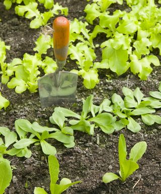 Trowel in the garden bed