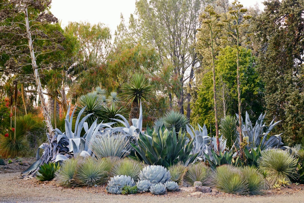 Terremoto Montecito house dry garden