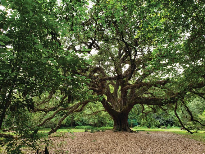 The Live Oak of Lichtgate.