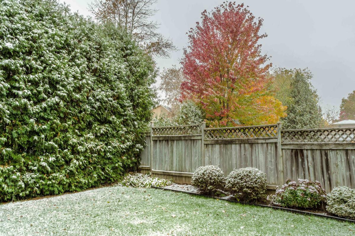 How to keep your plants warm in winter when cold weather comes