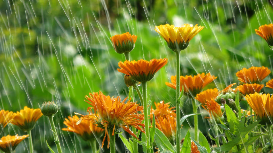 Garden flowers in the rain