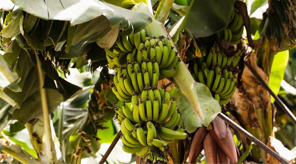 Sky Home goes bananas with fibers - in a good way