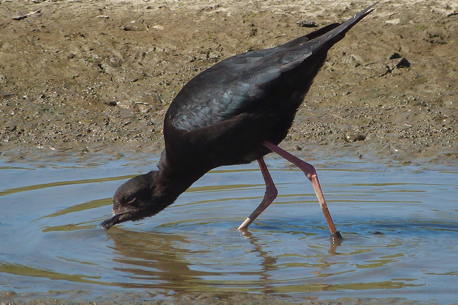 Hossack Wetland Restization for esteemed Kakī