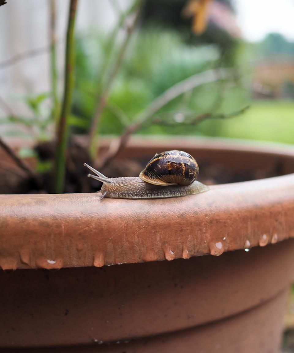 A brown -shaking snail on a garden container