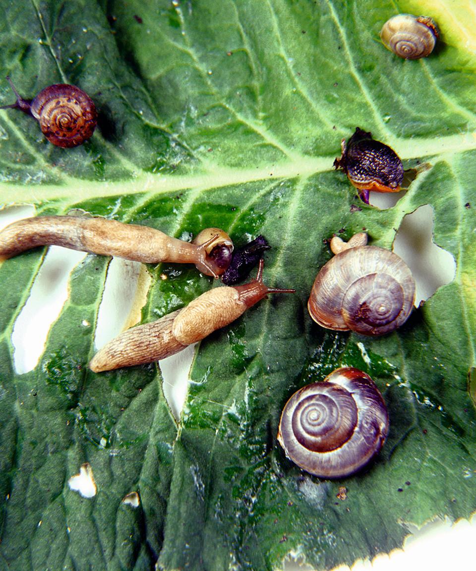 Snails and snails eat a leaf