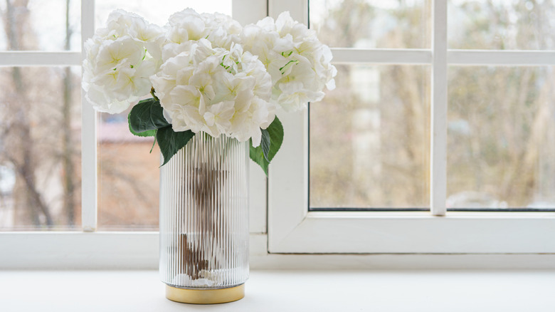 White hydrangea in glass vase in the window goggle