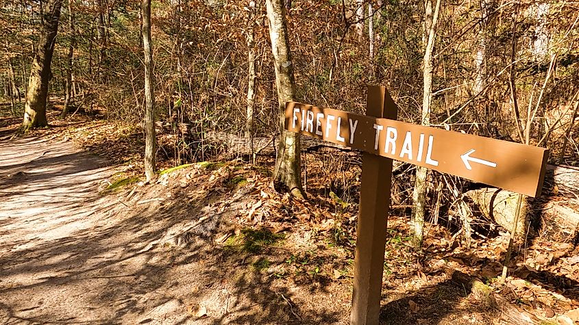 Congaree National Park - South Carolina.