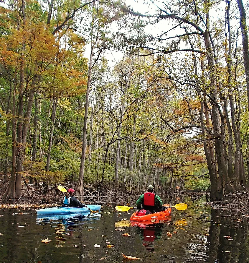 Kayak drivers paddle on Cedar Creek.
