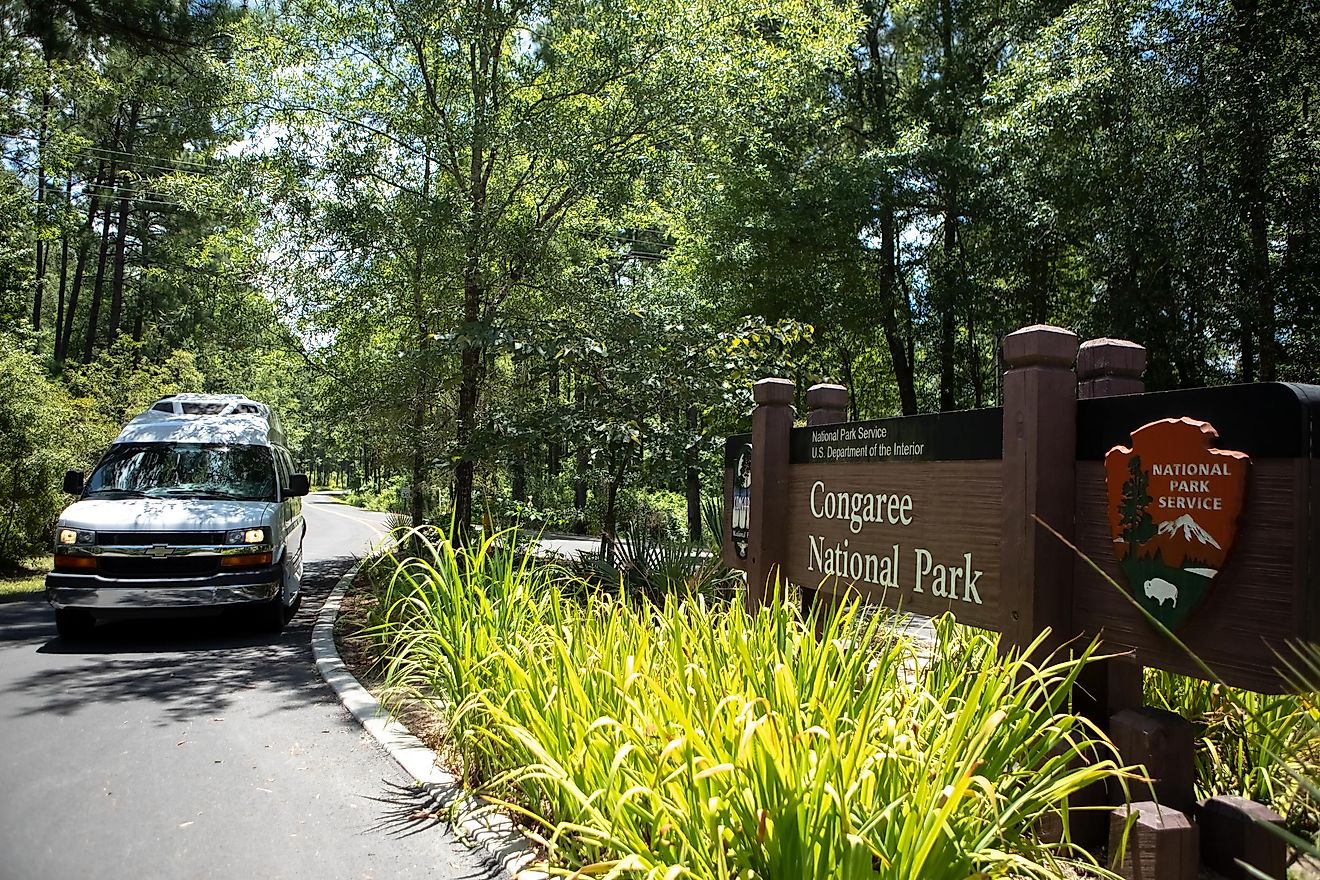 Firefly Synchrony of the Congaree National Park lights up the highest forest of America
