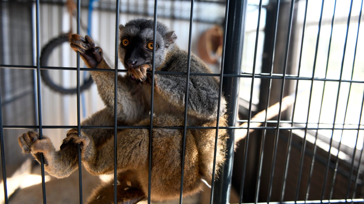 Sming tail ranch lemur rescue lubbock pulls in Big Country near Abilene