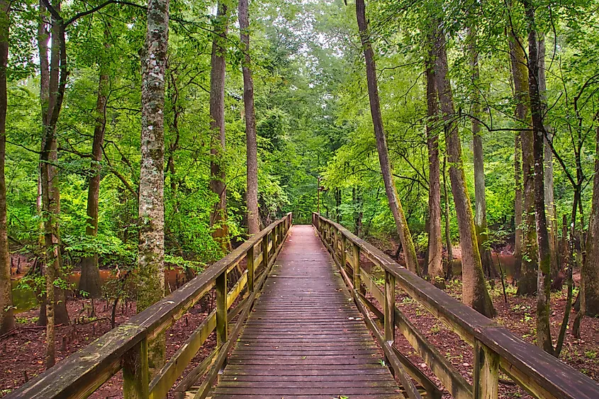 Promenade through the lush forest of the Congaree National Park.