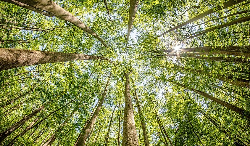 Congaree National Park in South Carolina.