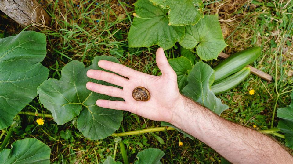 A hand held a snail from a cucumber system.