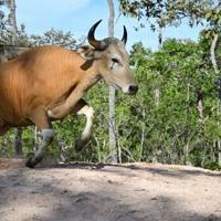 Rare wild cattle in Cambodia by helicopter | National