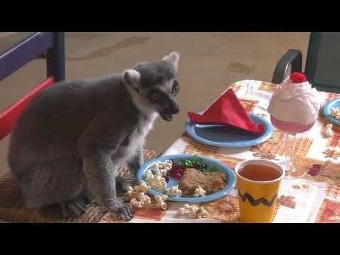 Sming tail ranch lemur rescue lubbock pulls in Big Country near Abilene