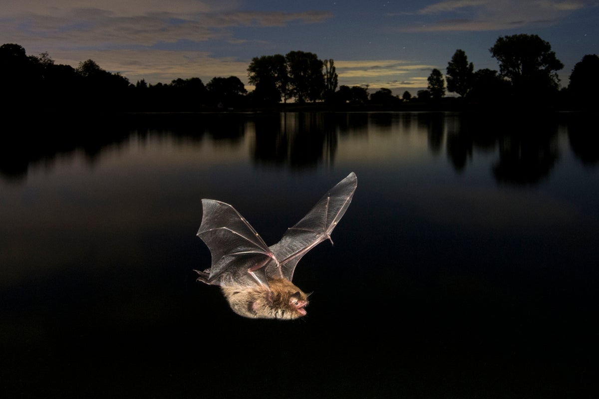 Why a bat in the attic could see that the costs for improving the homes go through the roof