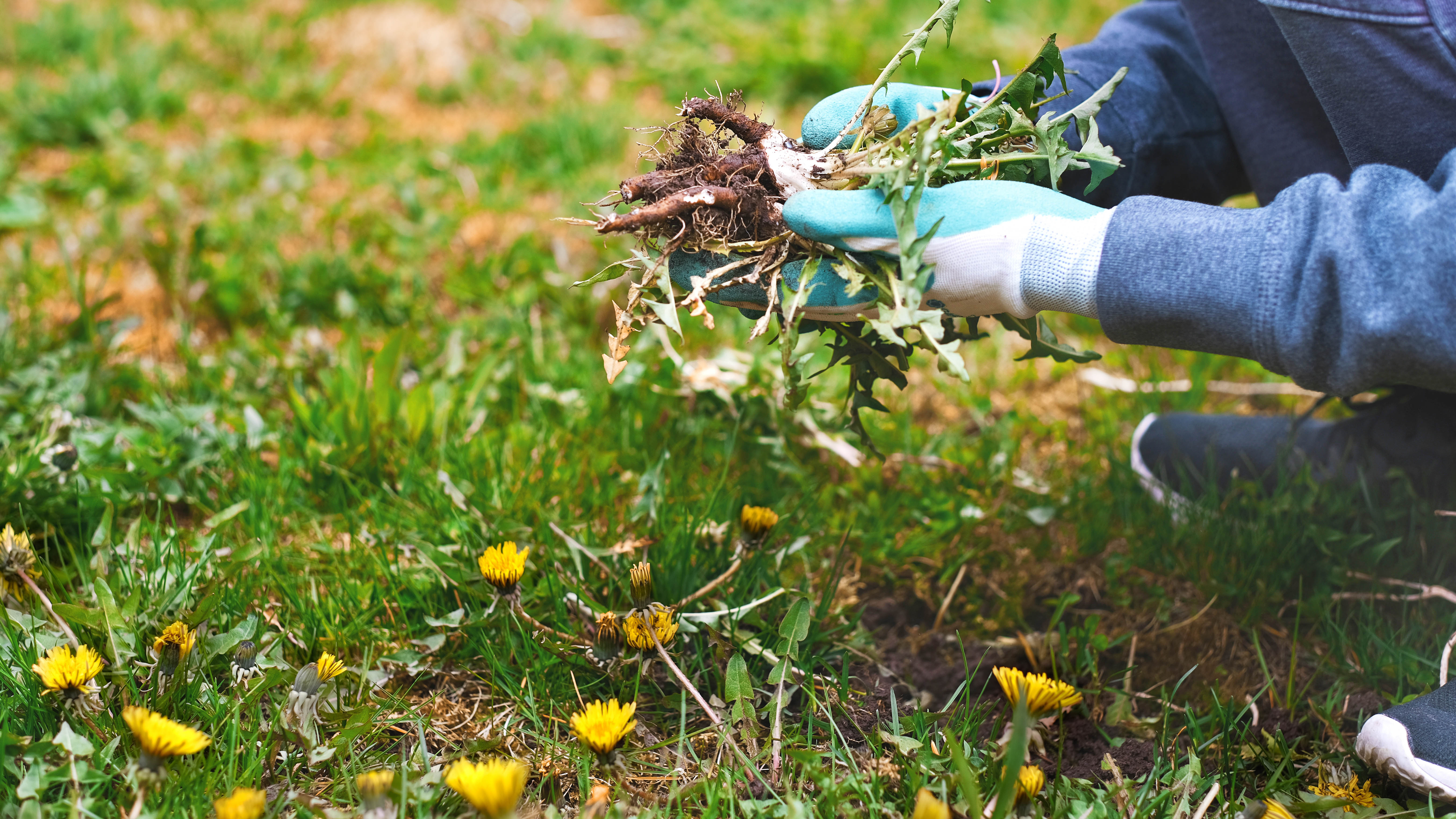 Someone removes weeds