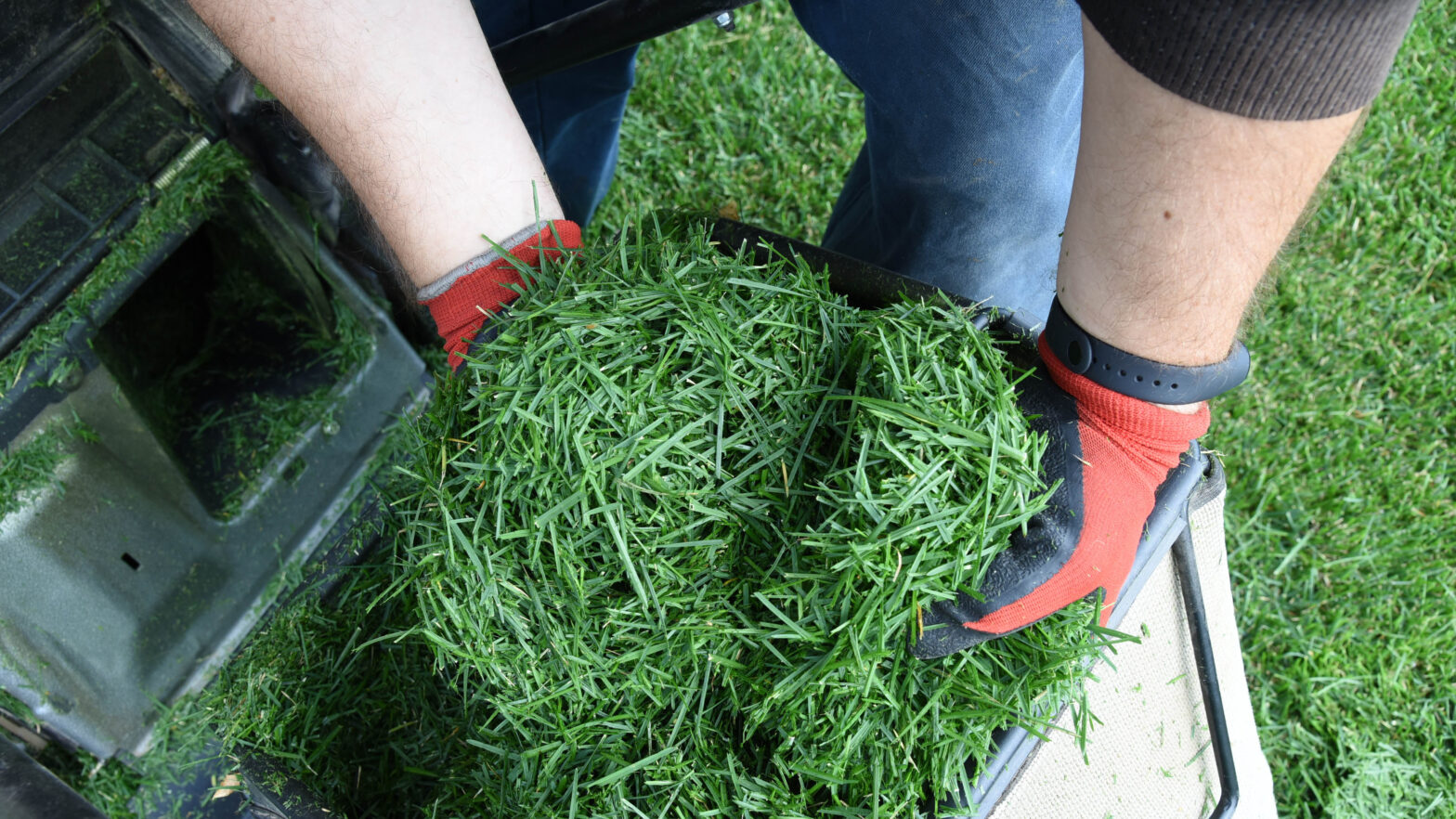 Why should you leave grass excerpts on your lawn after mowing - you will be surprised