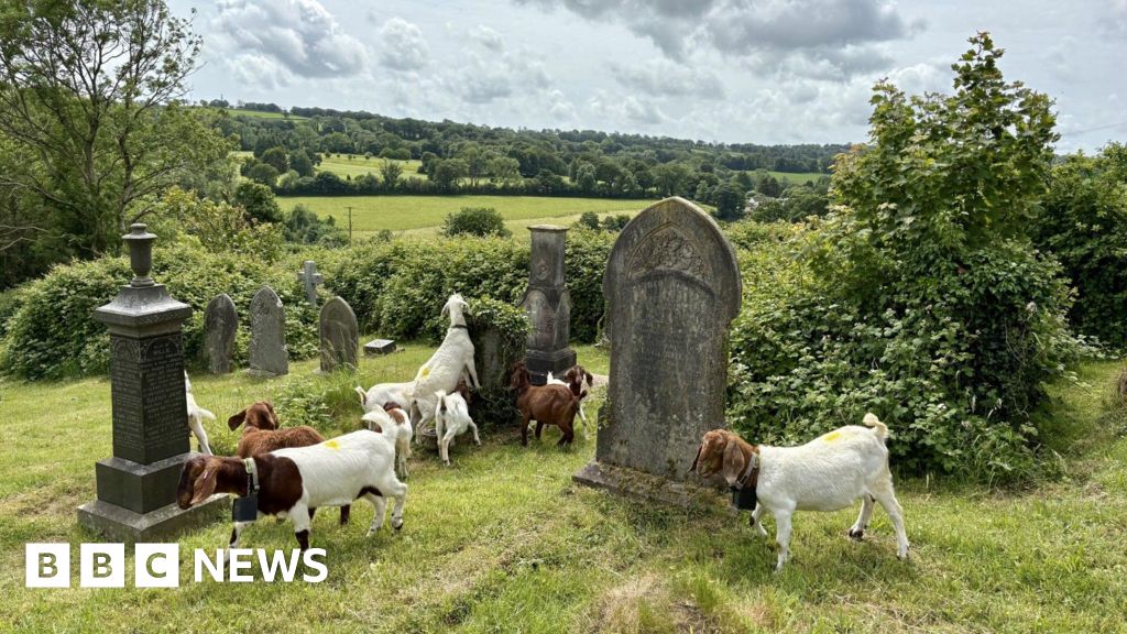 Pembrokeshire goats that are used as environmentally friendly lawnmowers in the churchyard