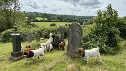 Narberth Town Council several brown and white goats in a cemetery