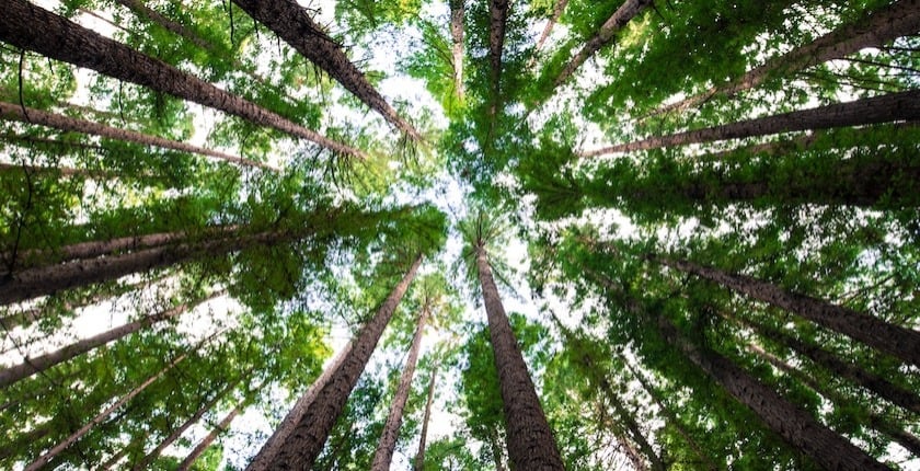 The future of house construction • carbon loans