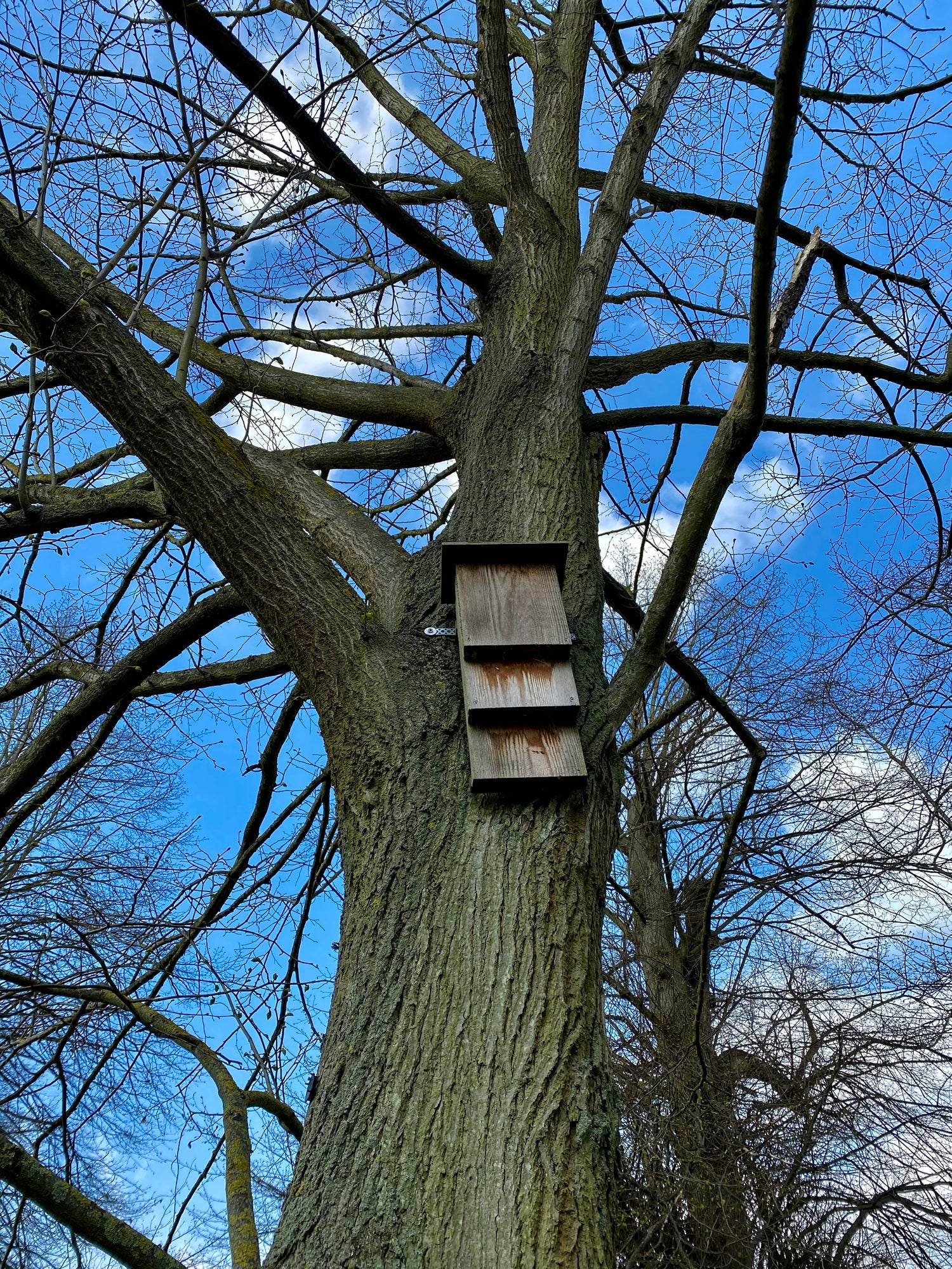 Developers often install bat boxes on trees as part of the reduction described by ecologists before work can begin