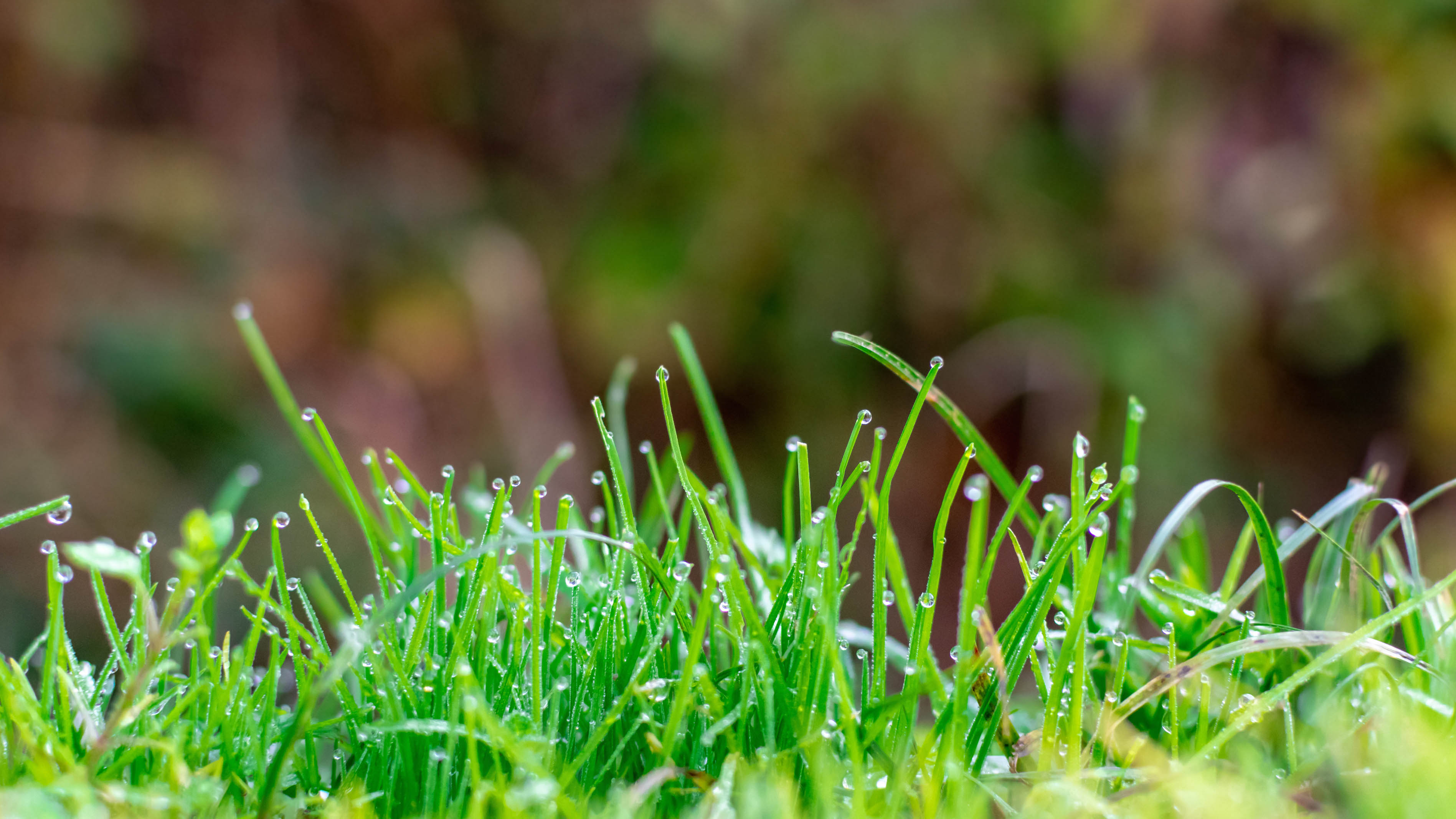 A close -up of grass that are covered with water droplets