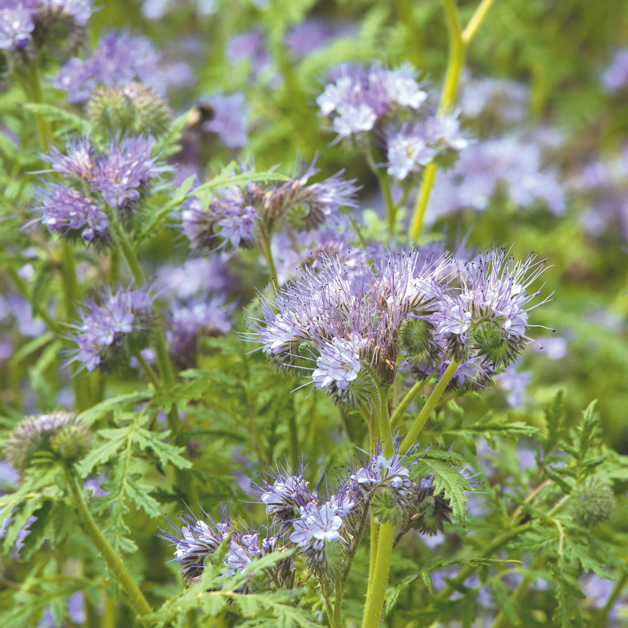 Close up of the purple flowering Phacelia, a green fertilizer -covered harvest