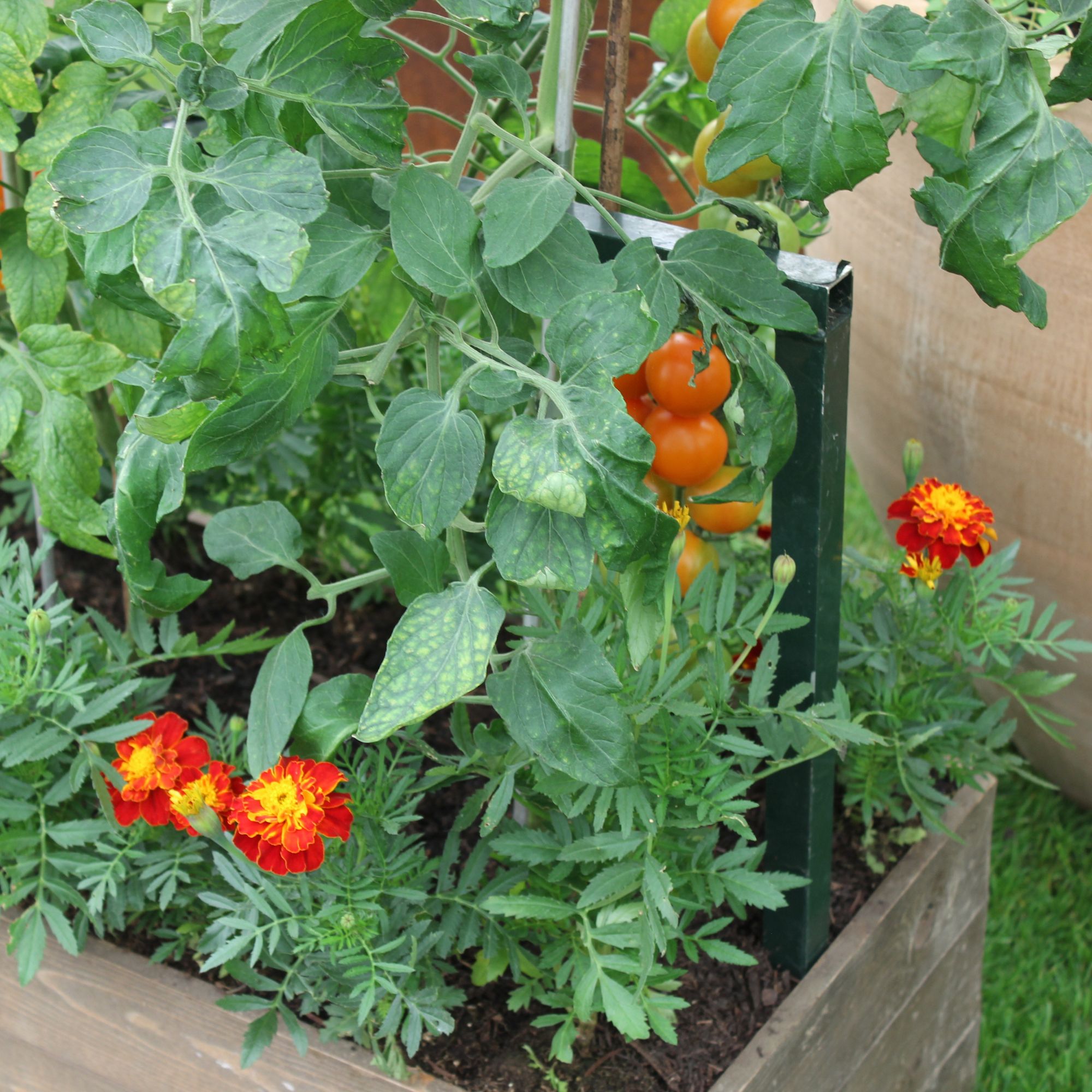 Ringle flowers and tomato plants with ripening tomatoes in the planter at RHS Chelsea Flower Show 2024