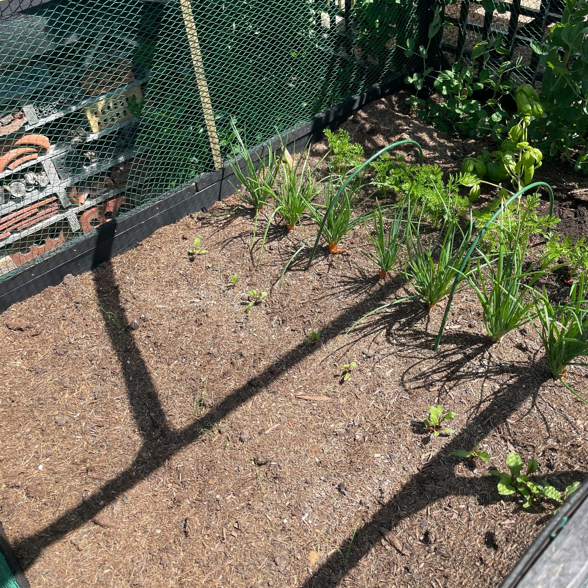 Solved vegetable bed in the garden with shallots, carrots, beetroot, basil and peas, surrounded by net cage
