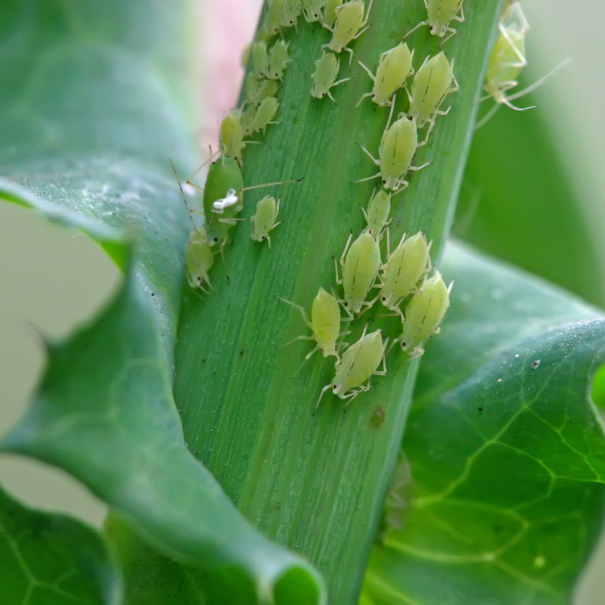 Close up of aphids on the green plant base