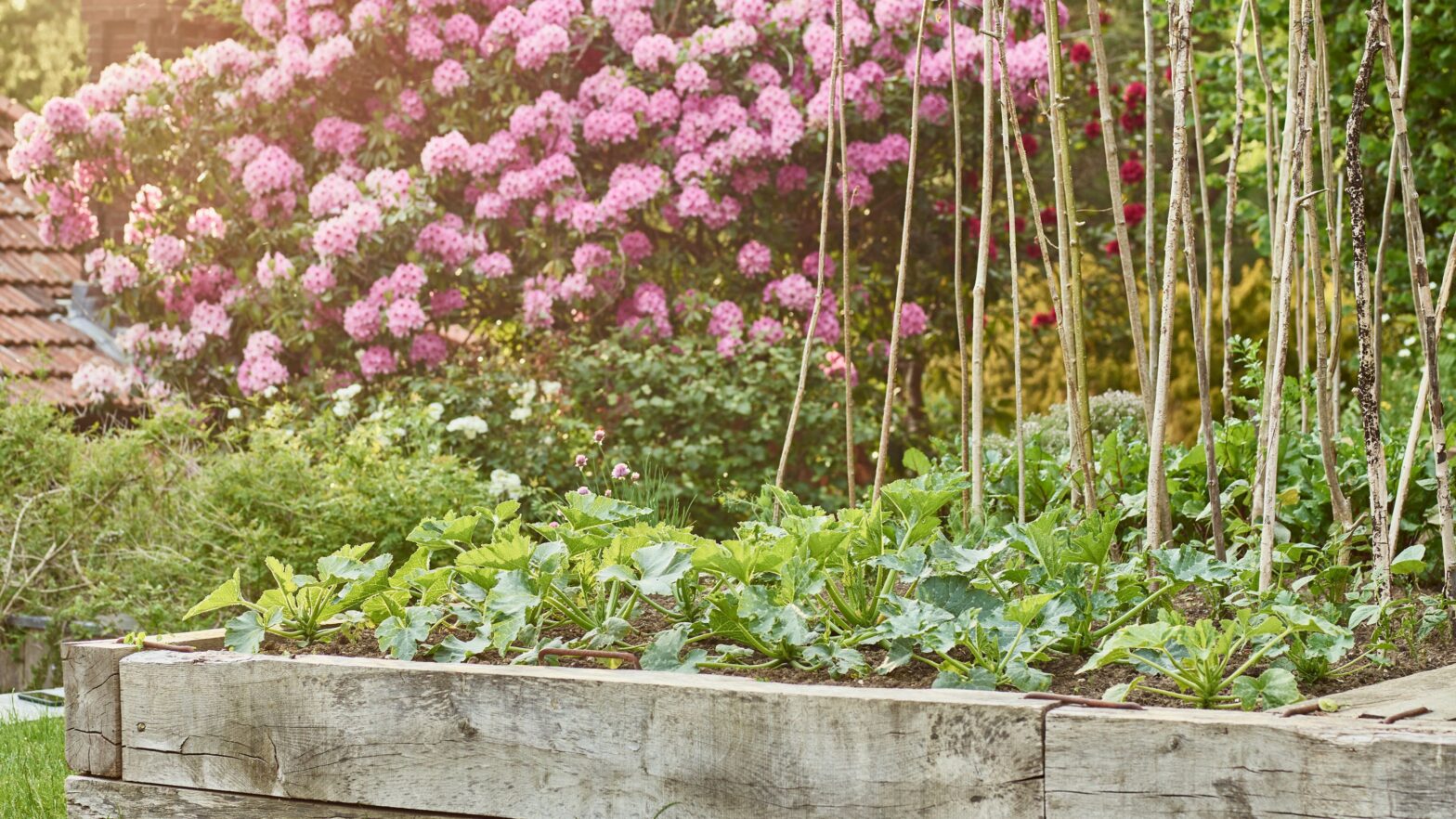 5 key jobs in a vegetable garden in August