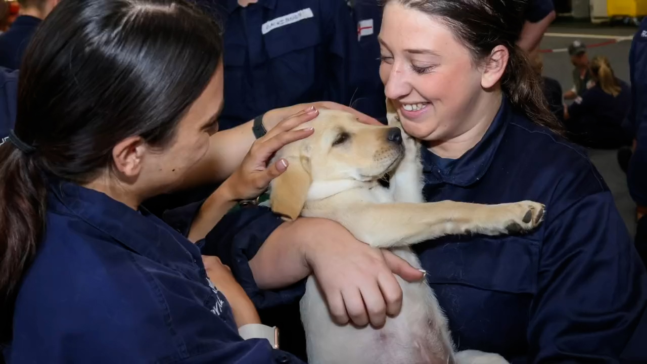 The approval process for dogs, cats and smaller pets was simplified