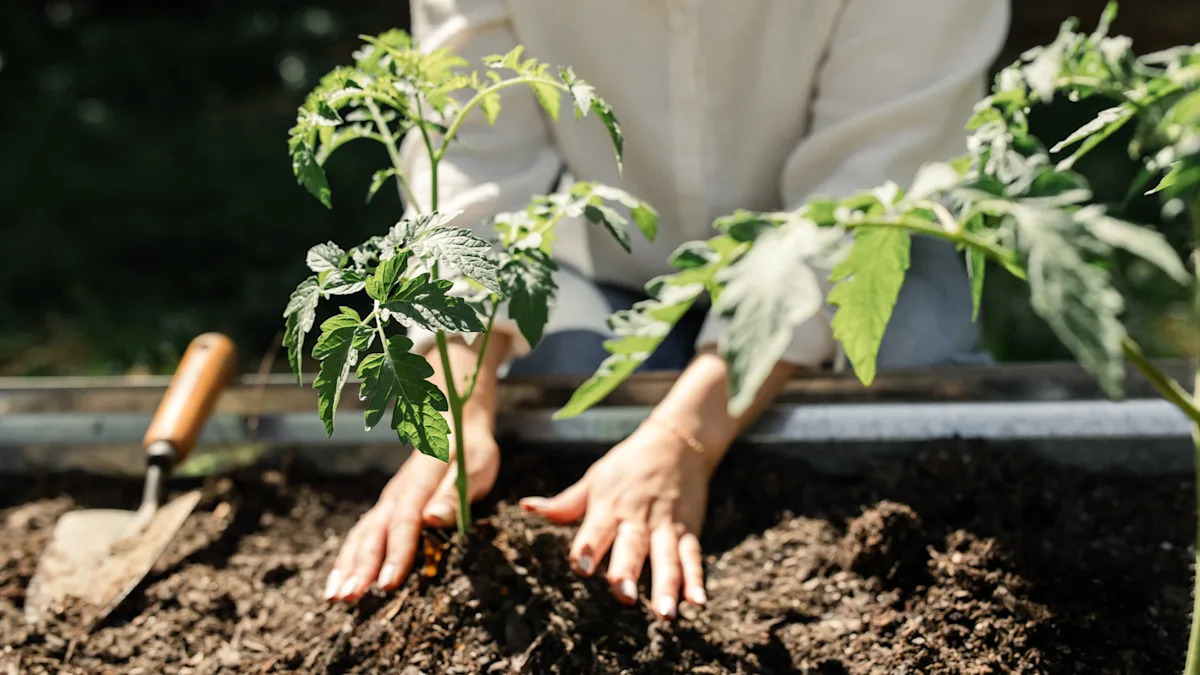 Fill your garden with more fresh tomatoes with a simple garden trick