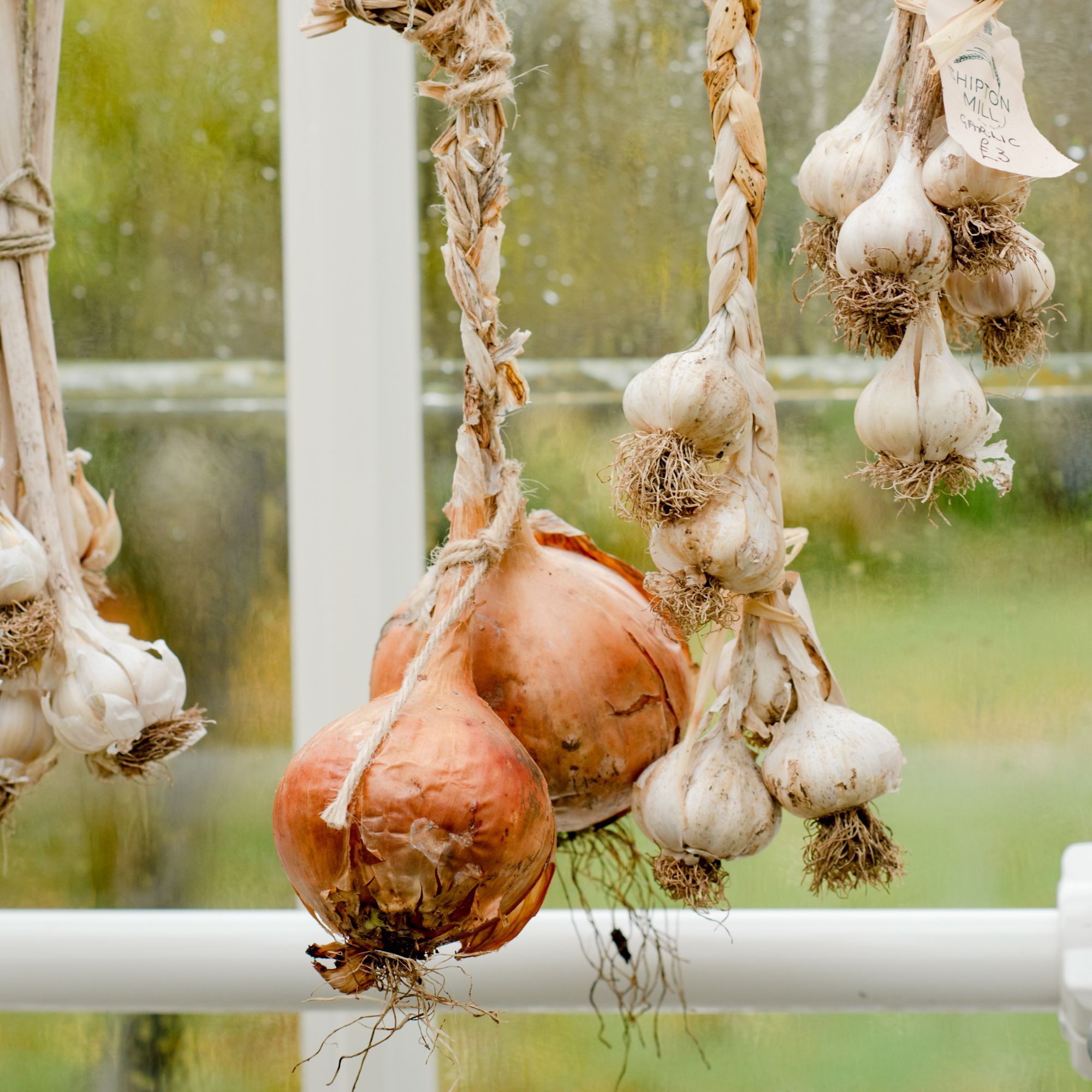 Harried onions and garlic hang next to the window to dry