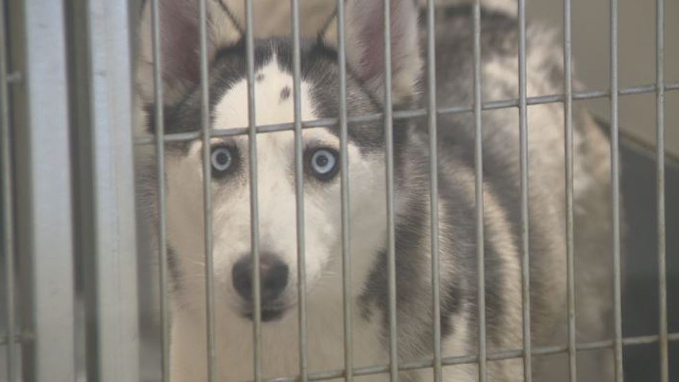 Cedar Rapids Animal Care and Control, the work to fix building problems after inspection