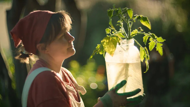 Woman holds water with water with rooted tomato vacuum cleaners