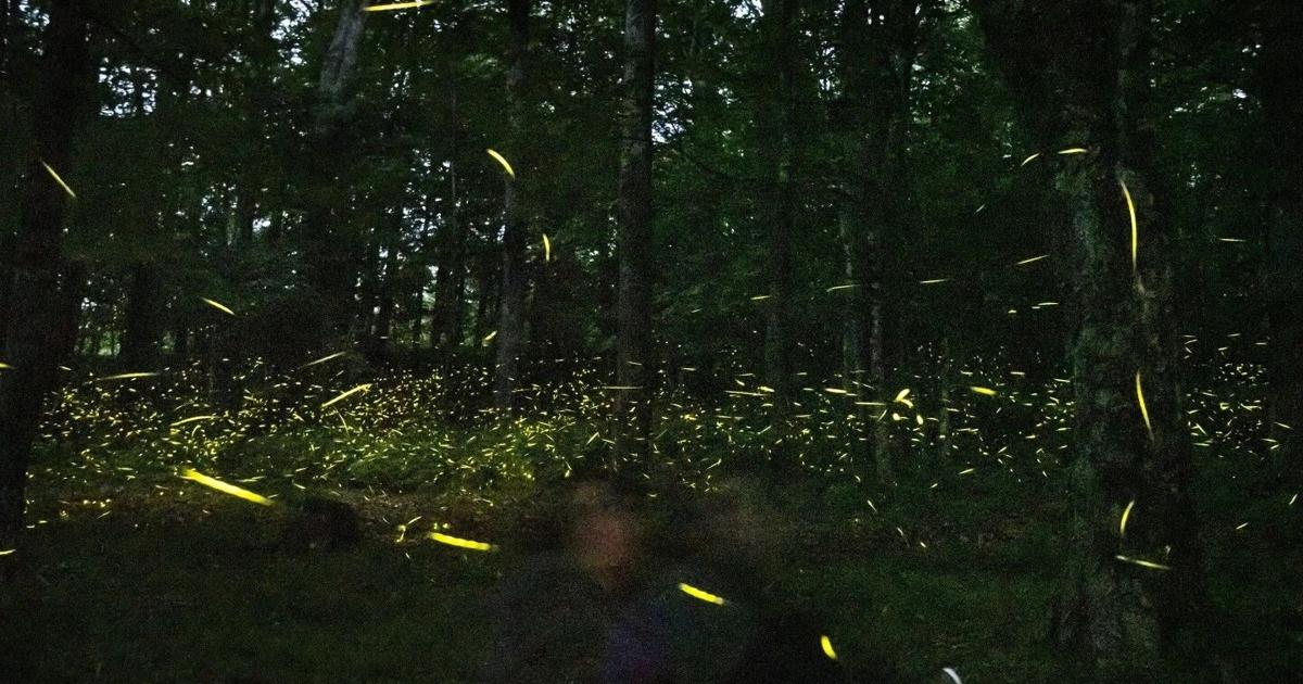 Flyworms illuminate the summer sky. But the bright beetles are still in decline | National