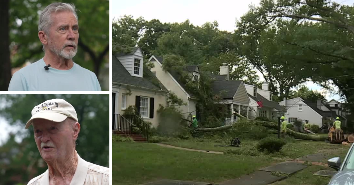 Trees in the Richmond ownership split, falls on houses and cars in calm weather