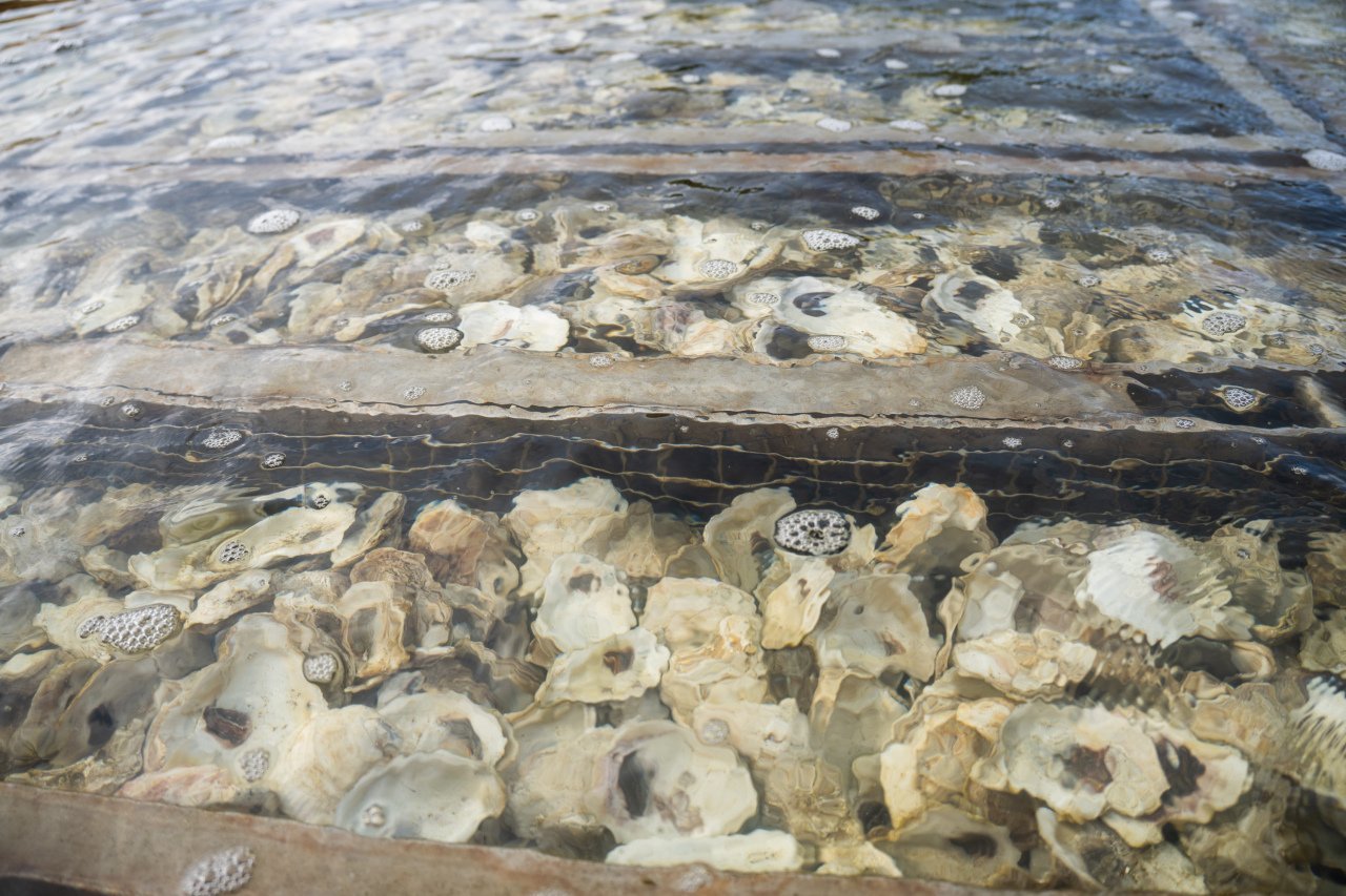 Close up of baby oxen, called spit, attached to mussels.
