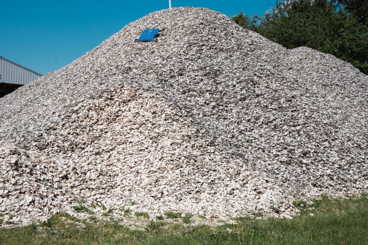 A towering bunch of recycled oyster shells.