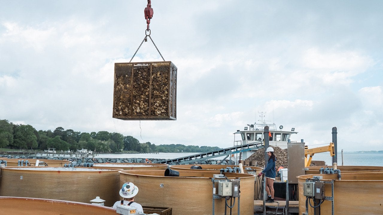 The Chesapeake Bay breathe out oysters