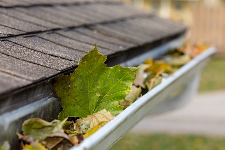 Leaves are not worth falling in love with a fraud