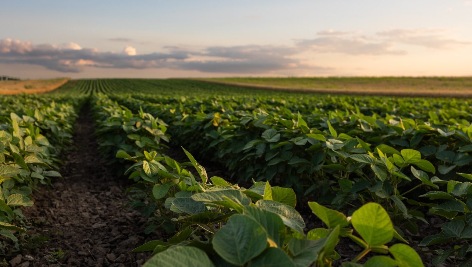 Scientists make unexpected discoveries that agriculture could change as we know it: "Really remarkable"