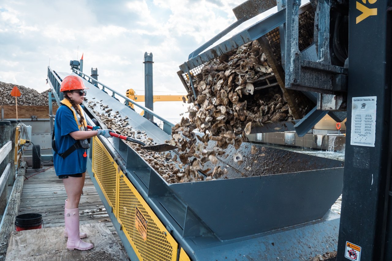 A worker holds a shovel next to a conveyor belt on which oysters are brought to the J. Millard Tawes.