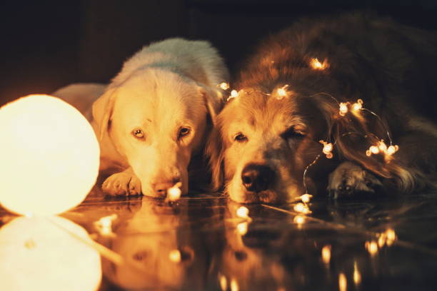 Couple dog is so cute Thai dog and golden retriever look at Diwali-Stock pictures, license-free and pictures at home camera pets.