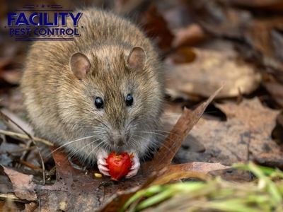 The pest control facility leads the way in Simi Valley with environmentally friendly, non-toxic pest control solutions